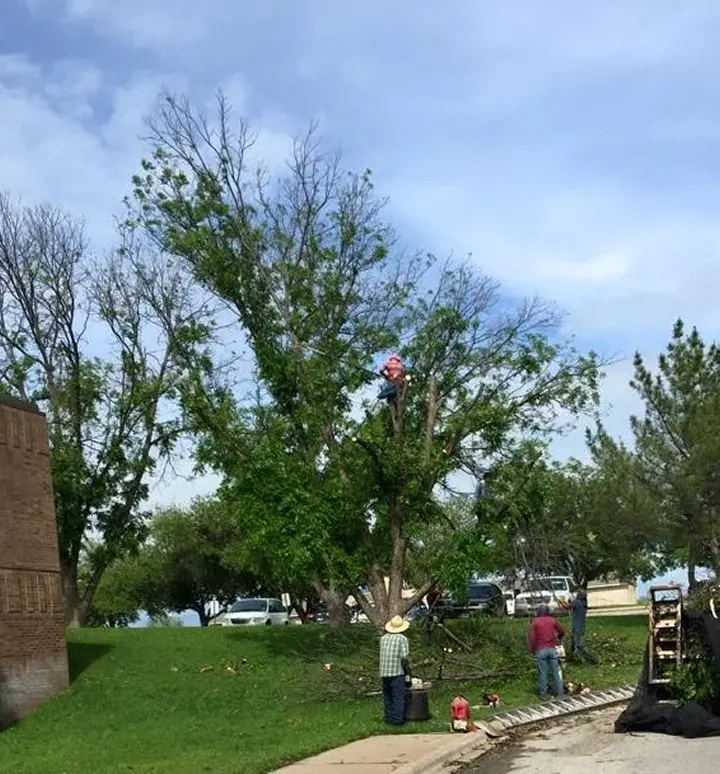 Tree Trimming, Removal, and Land Clearing