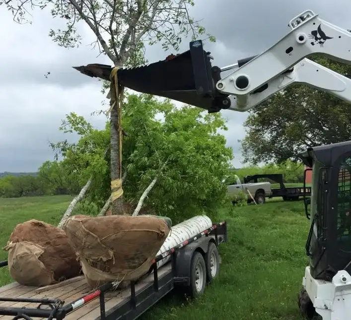 Tree and Land Clearing Services  Free Same-Day Estimates